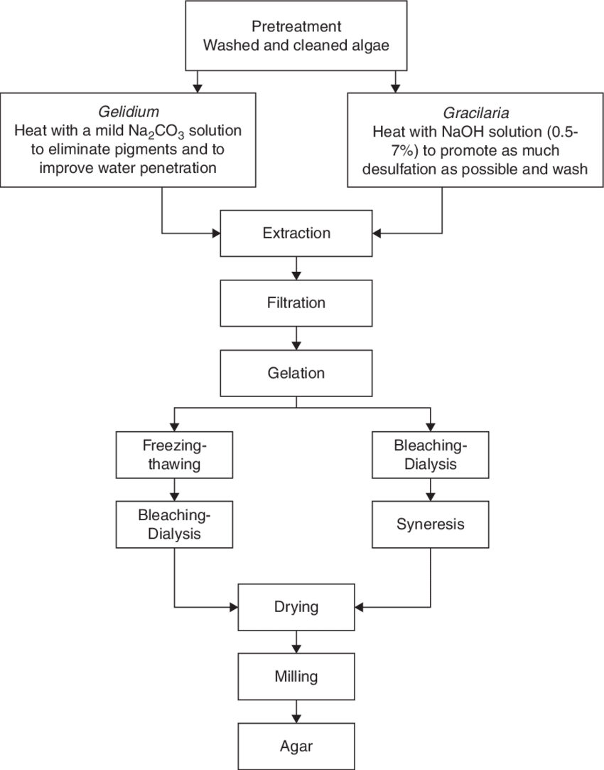 3 Flow Diagram For Agar Production - Production Of Agar From Seaweed (850x1082), Png Download