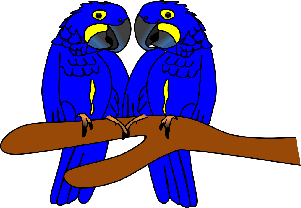 Parrot Clipart Zoo - Budgie (1018x704), Png Download