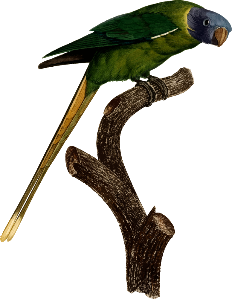 Parrot - Parakeet (776x1000), Png Download