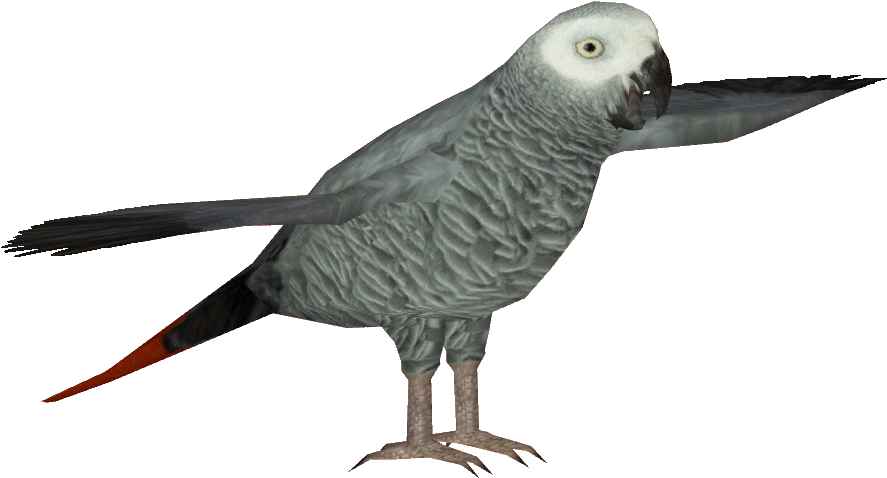 African Grey Parrot Clipart Transparent - African Grey (892x892), Png Download