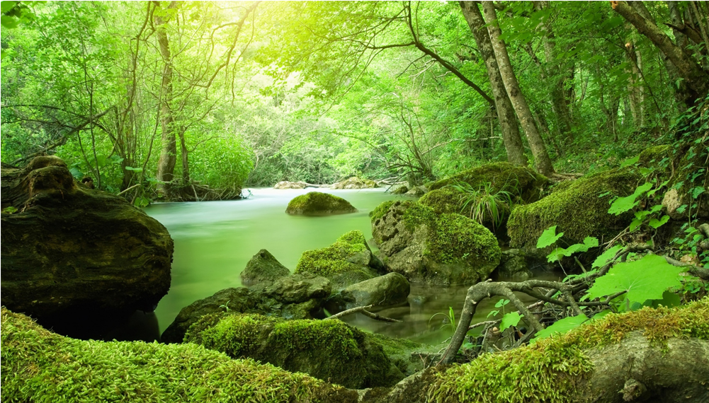 Score 50% - Forest With A Small River (1000x1000), Png Download
