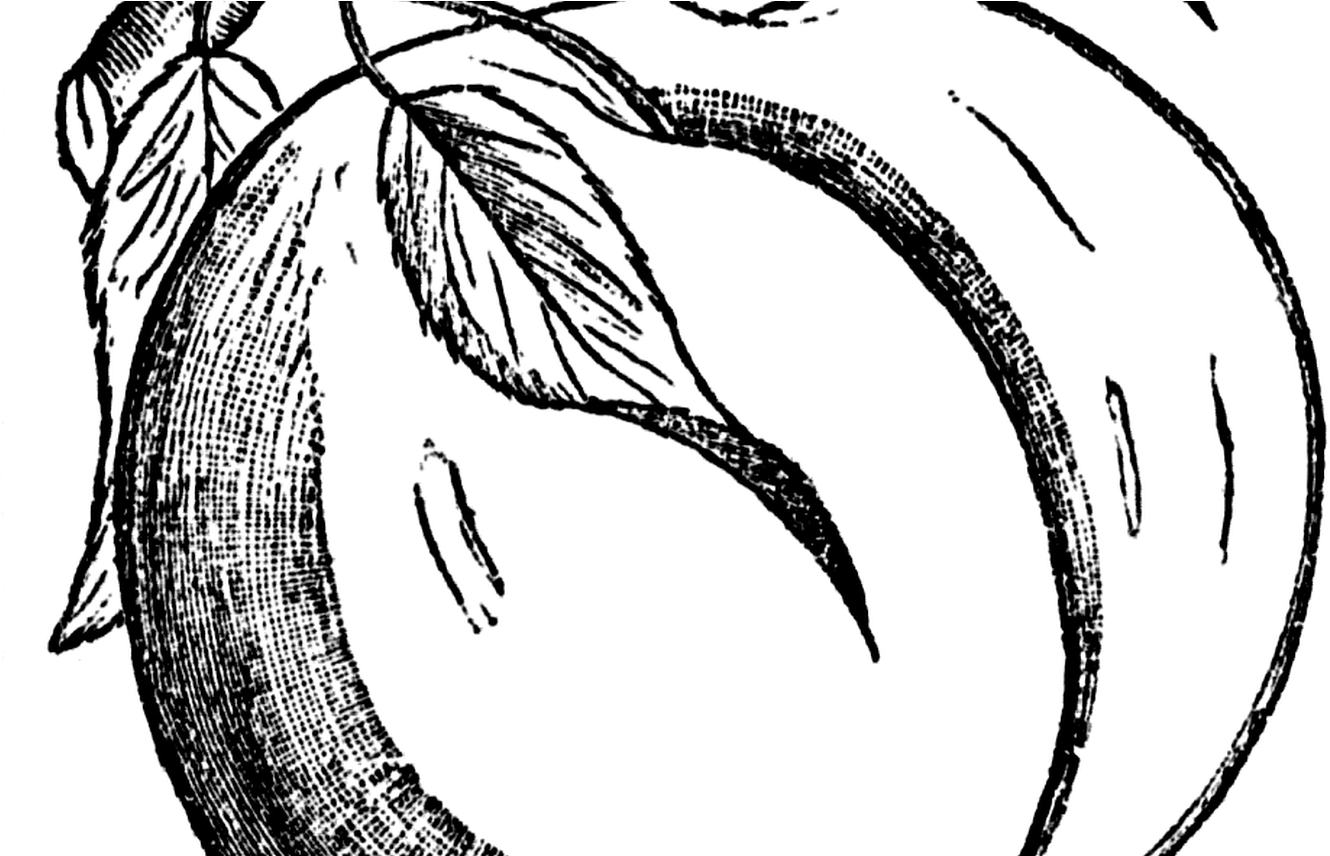 Peach Clipart - Black And White Peach Png (1368x855), Png Download