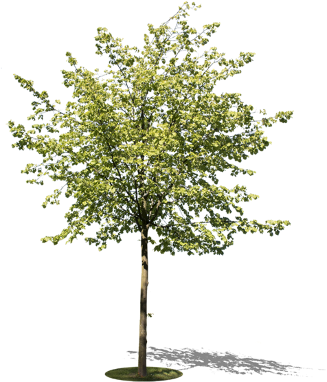 Small Tree I - Small Tree Cut Out (513x600), Png Download