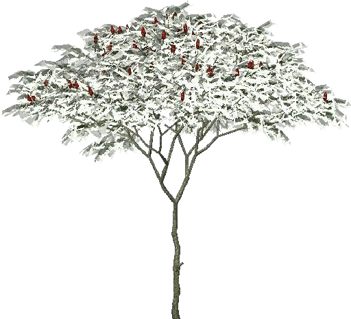Pond Pine (750x527), Png Download