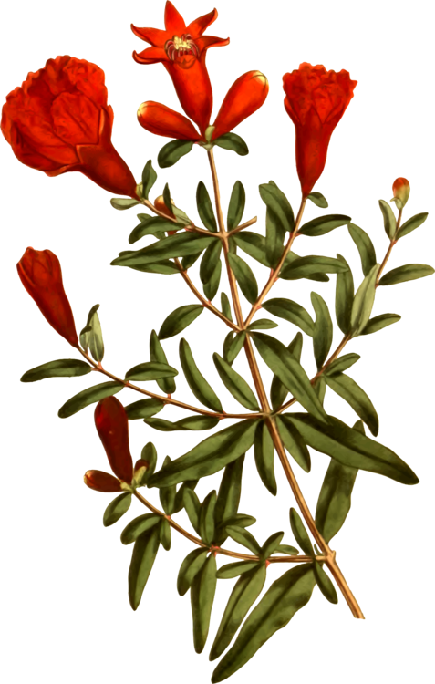 Pomegranate Cut Flowers Tree Petal - Pomegranate (477x750), Png Download