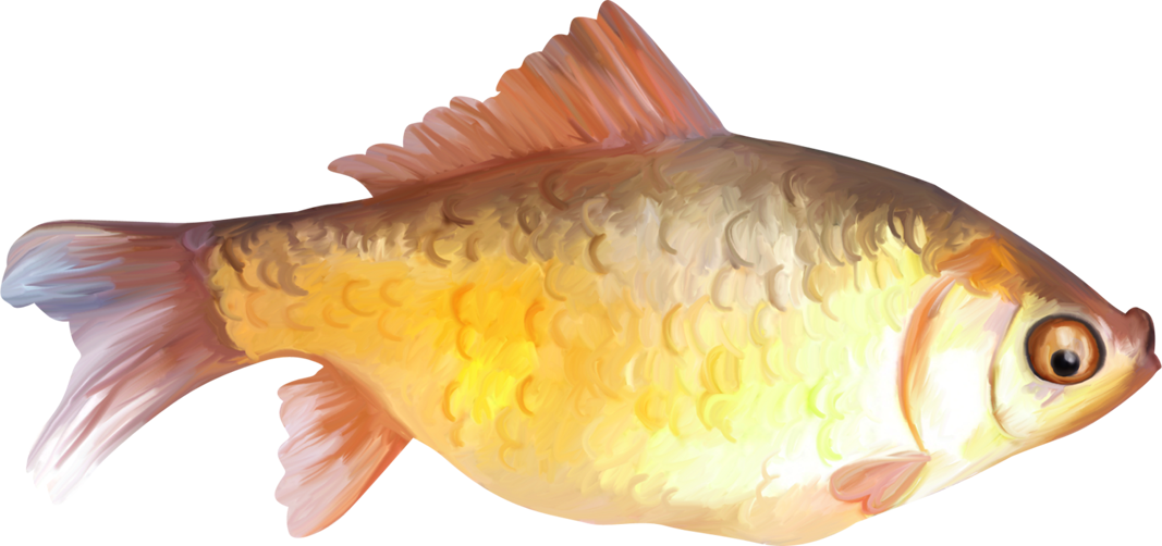 Painted Fish Clipart - Fish Png Paint (1067x502), Png Download