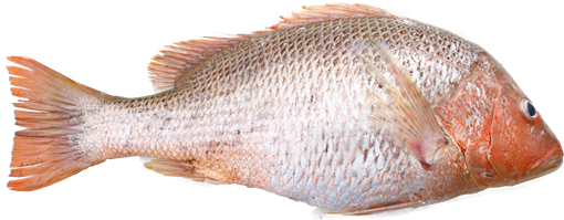 Golden Snapper - Red Snapper (740x489), Png Download