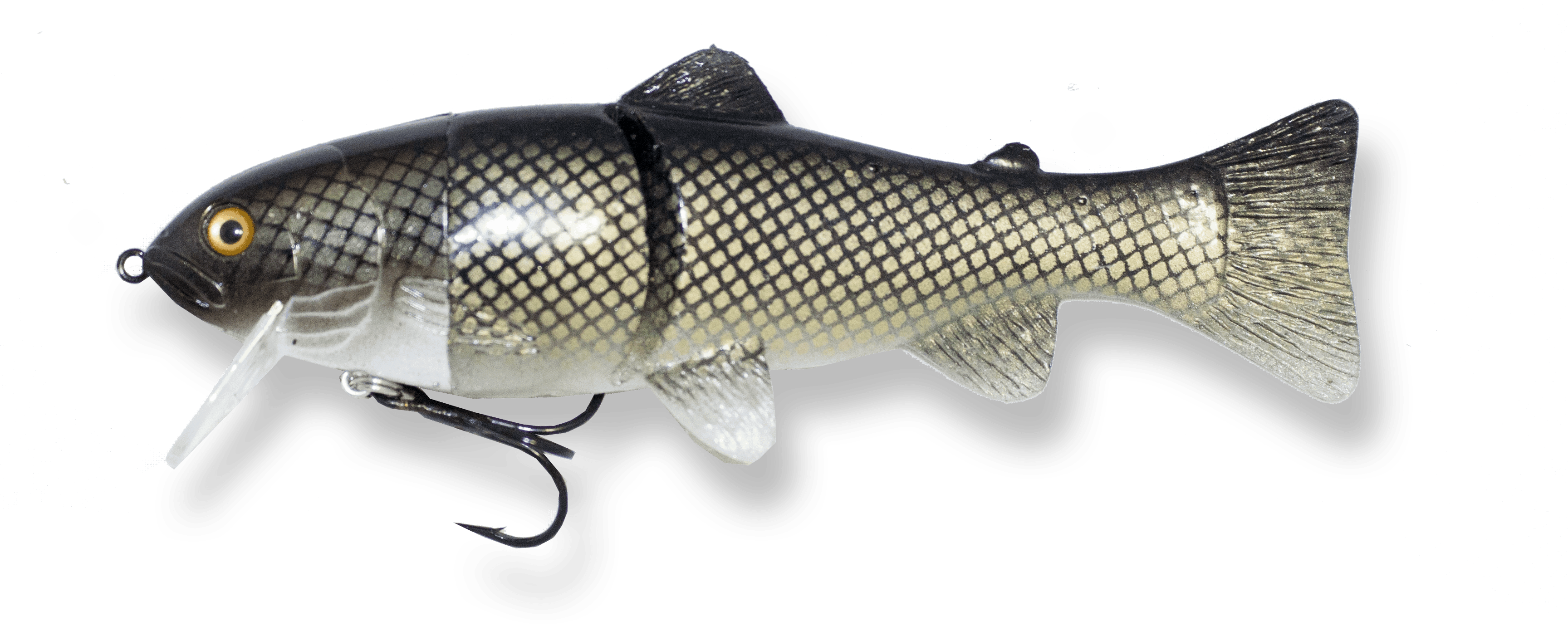 Roach - Carp (3456x1380), Png Download