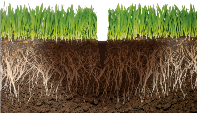 Slurry Absorbed - Grass With Roots (748x500), Png Download