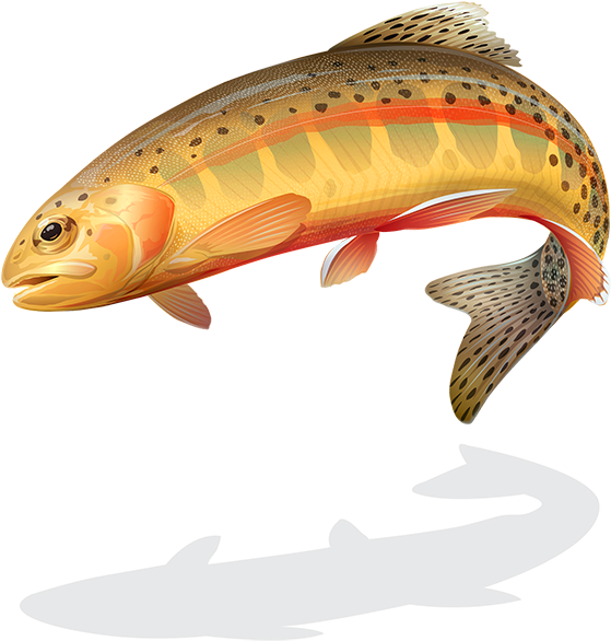 Golden-trout - Wild California Golden Trout (600x606), Png Download