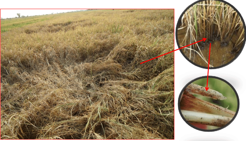 Symptoms Of Stem Rot Disease Observed During Survey - Grass (850x487), Png Download