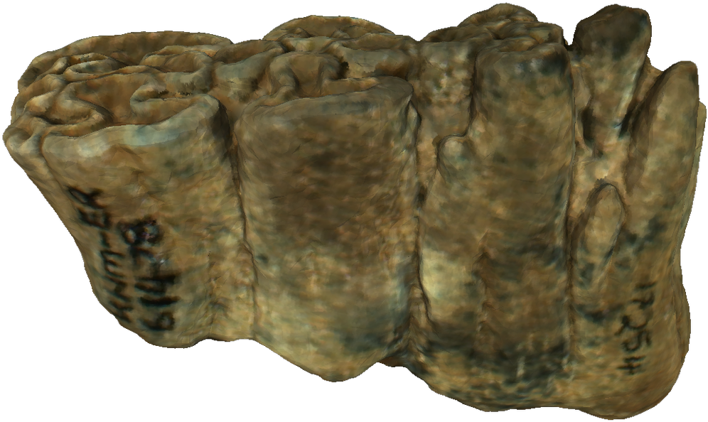 Africanfossils On Twitter - Reptile (1186x1200), Png Download