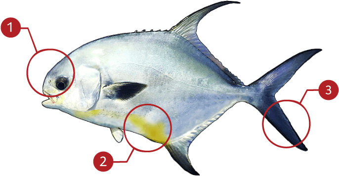 How To Identify Permit Fish - Tuna (873x369), Png Download