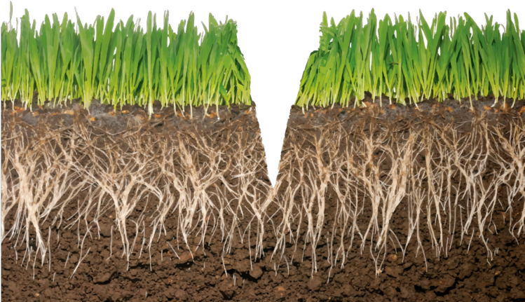 Sharply Incised - Grass With Roots (748x500), Png Download