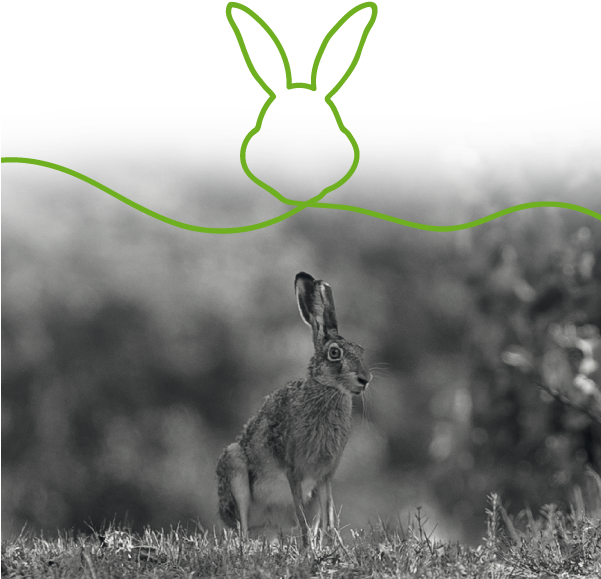 Leave A Reply Cancel Reply - Domestic Rabbit (600x600), Png Download