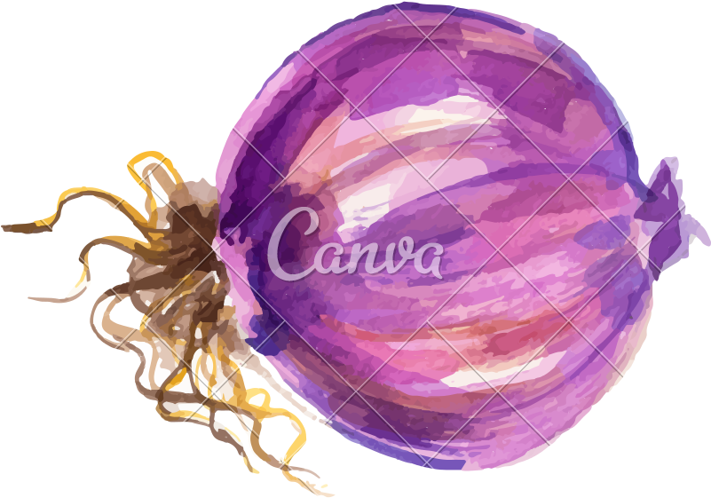 Watercolor Onion Design - Red Onion (800x800), Png Download