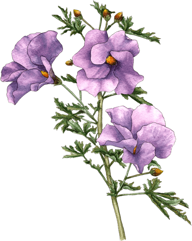 Berkeley Horticultural Nursery - Lilac Hibiscus (827x1024), Png Download
