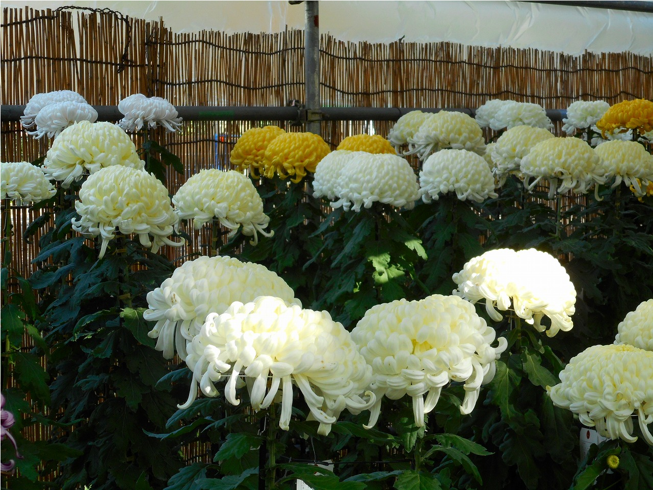 Some Of The Chrysanthemums On Display - Chrysanths (1400x1100), Png Download