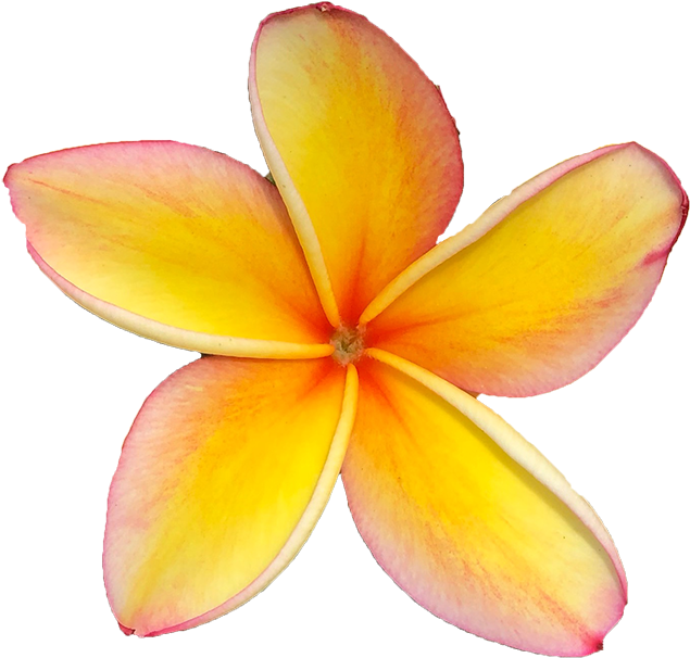 Maui - Frangipani (659x640), Png Download