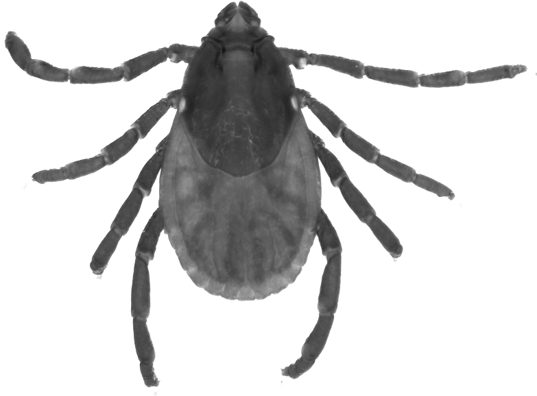 Online Programme - Cicada (800x600), Png Download