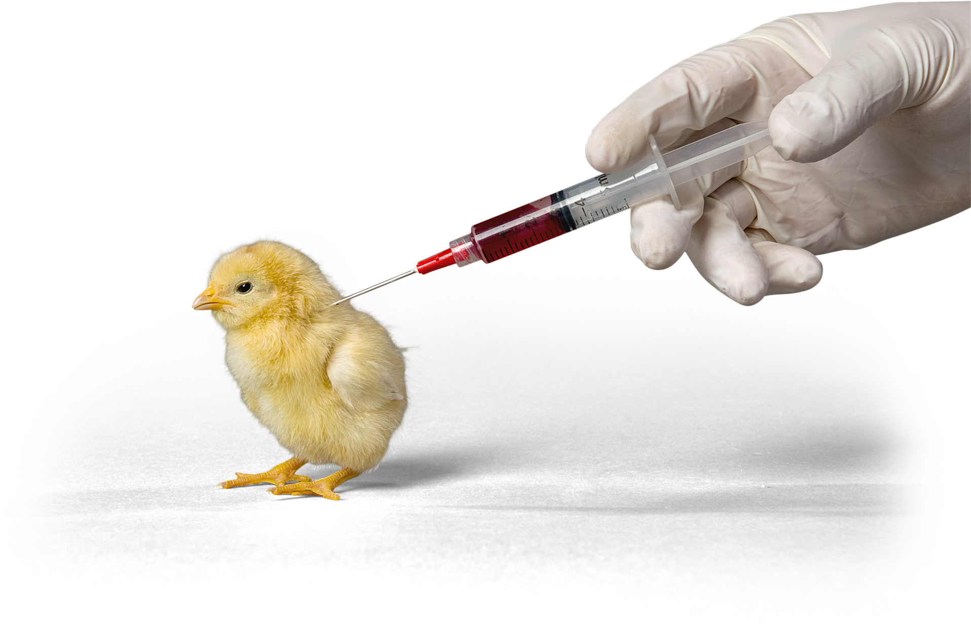 Cockatiel Bird Harness (1920x1293), Png Download