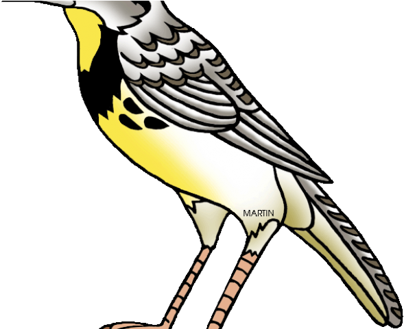 Nebraska Clipart Png - Oregon State Bird Cartoon (640x480), Png Download