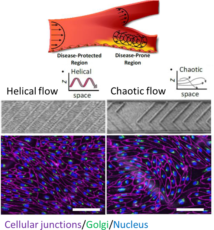 Lab On A Chip Blog - Parallel (758x821), Png Download