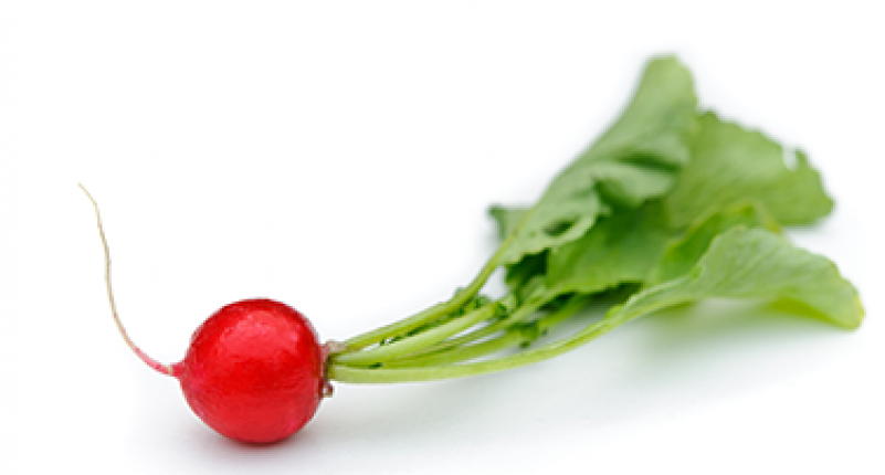Premium Cherry Baby Radish - Baby Radish (800x800), Png Download