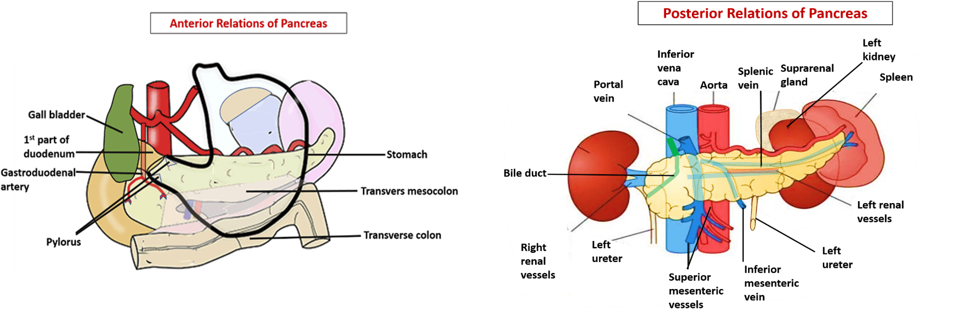Pancreas -relations - Diagram (1979x654), Png Download