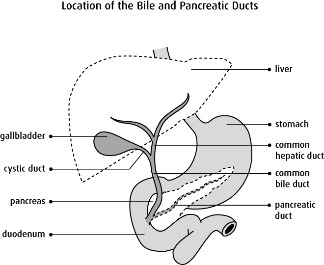 Diagram Of The Location Of The Bile And Pancreatic - Bile Duct System Diagram (660x540), Png Download