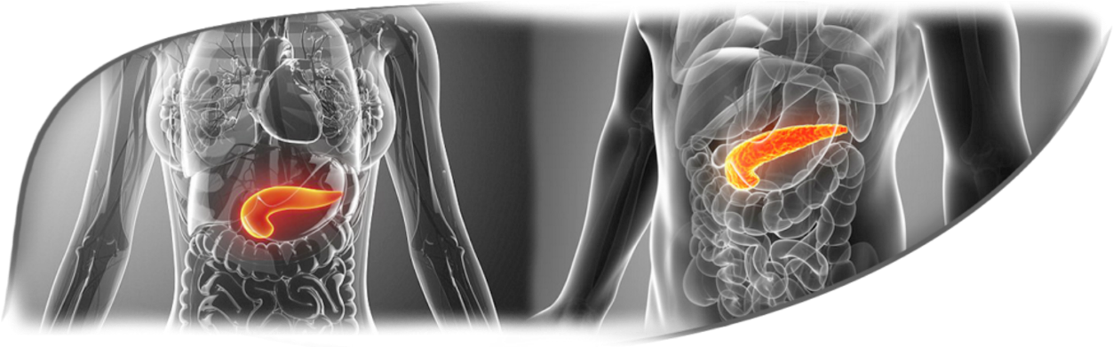 Anatomy Overview Pancreas - Radiography (1266x390), Png Download