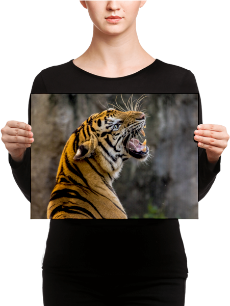 Tiger Roaring Canvas - Angry Villagers Run Tractor Over Tigress (600x600), Png Download