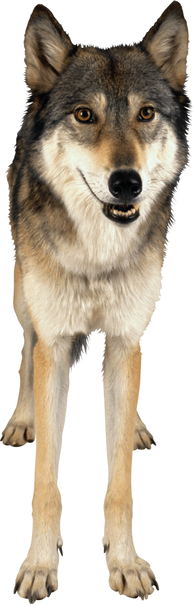 Wolf Png Image - No Background Wolves Transparent (400x1239), Png Download