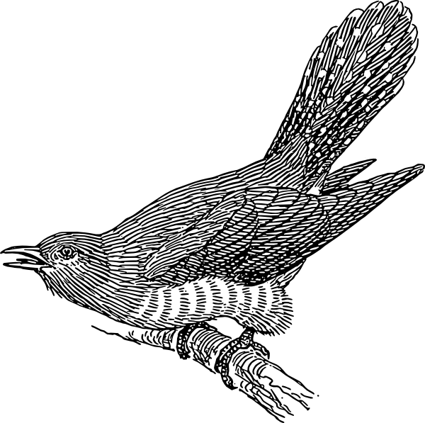 Cuckoo Clipart (600x597), Png Download