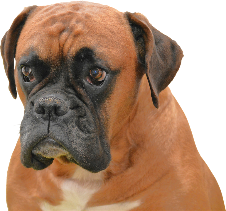 Isolerat Hund Brun Sällskapsdjur Purebreden Djur - Boxer Dog Price (770x720), Png Download
