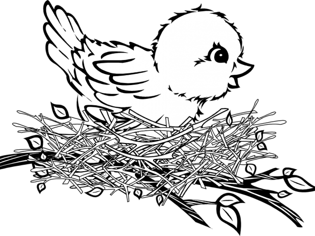 Birds Nest Clipart Nest Outline - Bird In A Nest Drawing (640x480), Png Download