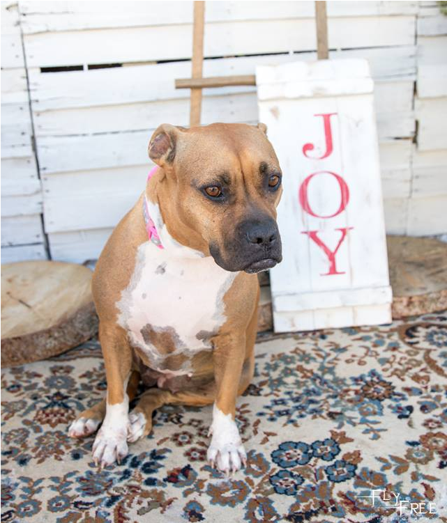 Adult Rate - Boxer (800x750), Png Download