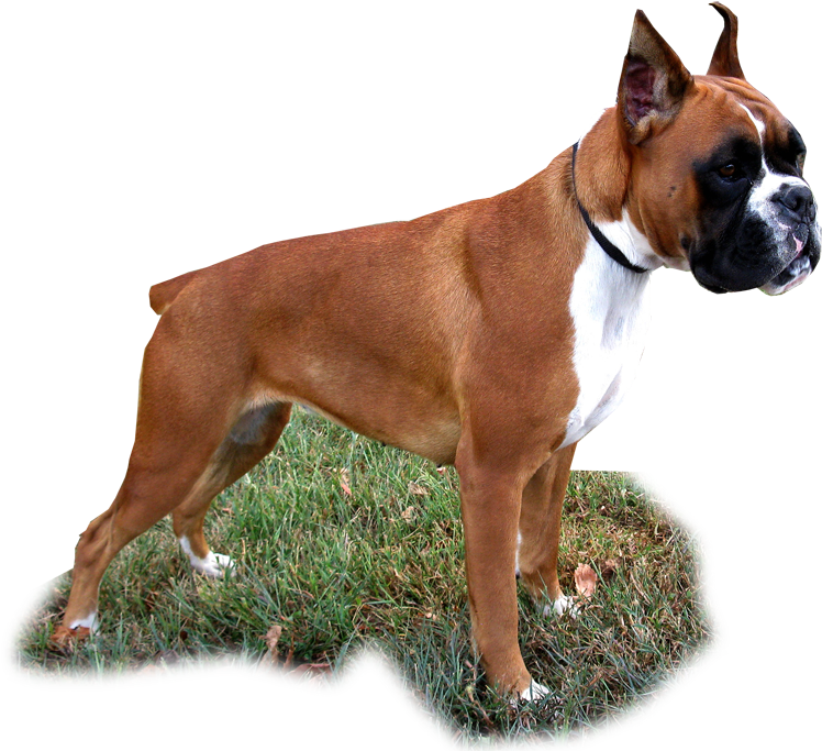 Demi - Boxer (800x694), Png Download