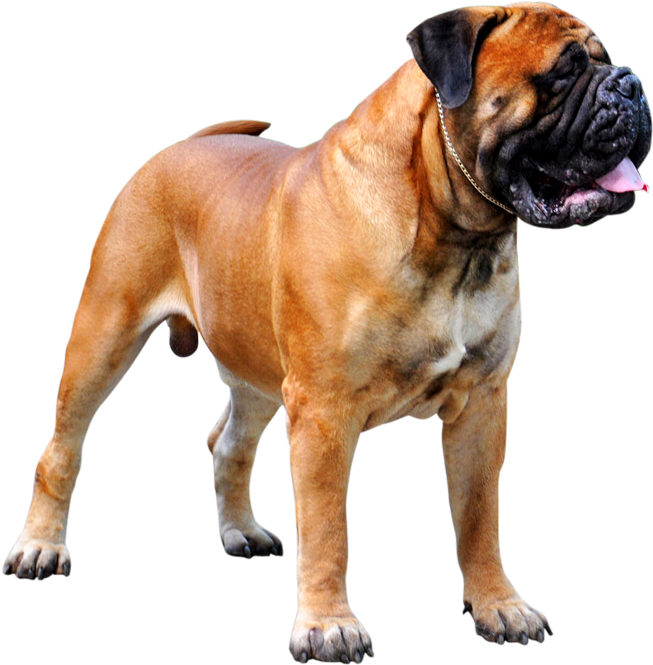 Bull Mastiff Dog Png (800x764), Png Download
