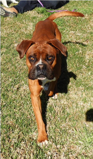 1 Of 15 Images - Boxer (638x638), Png Download