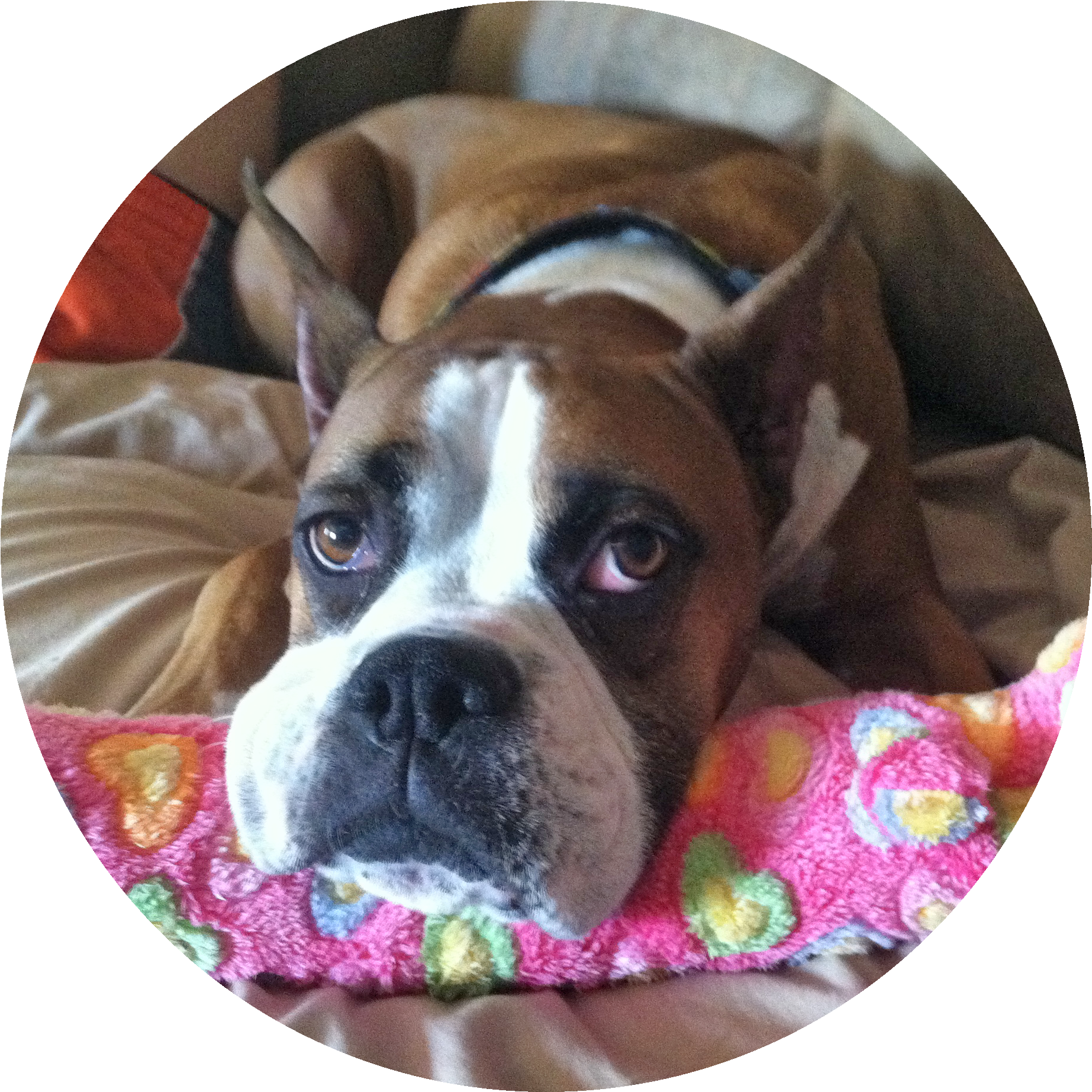 I'm A Forever Dog - Boxer (1857x1859), Png Download