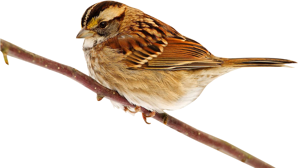 Sparrow Png Picture Clipart - Wallpaper (1024x768), Png Download
