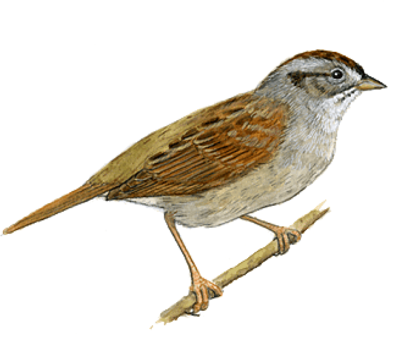 Download Sparrow Right Png Images Background - Sparrow Png (850x714), Png Download