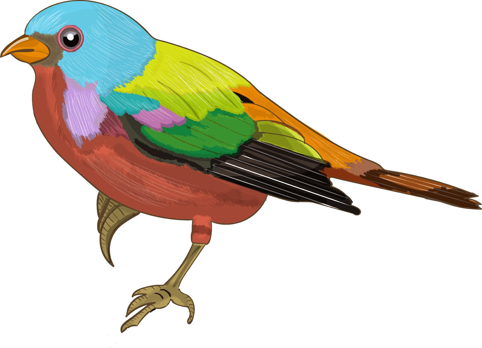 Colourful Sparrow Images - Color Dibujo De Pajaro (1600x1158), Png Download