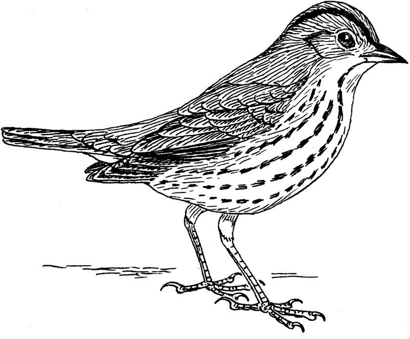 Oven Bird Sparrow Png No Background - Bird Png Black And White (960x768), Png Download