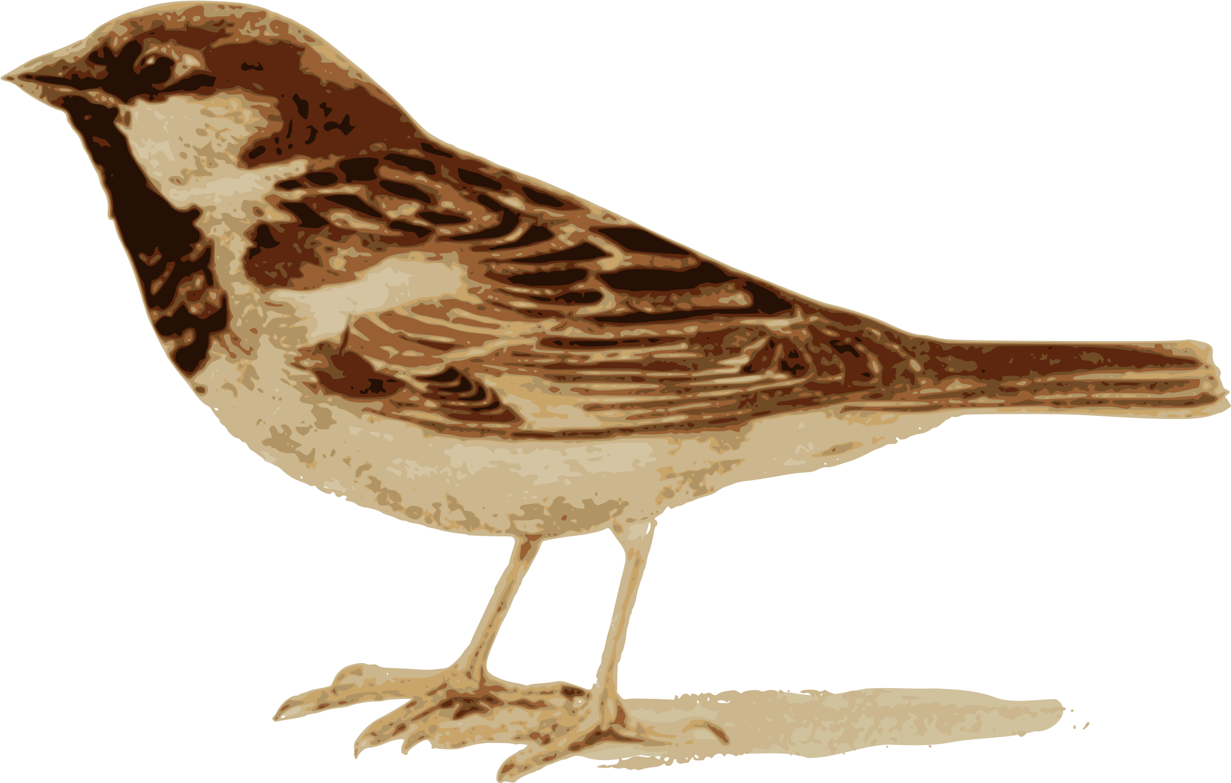 Big Image - House Sparrow (2400x1548), Png Download