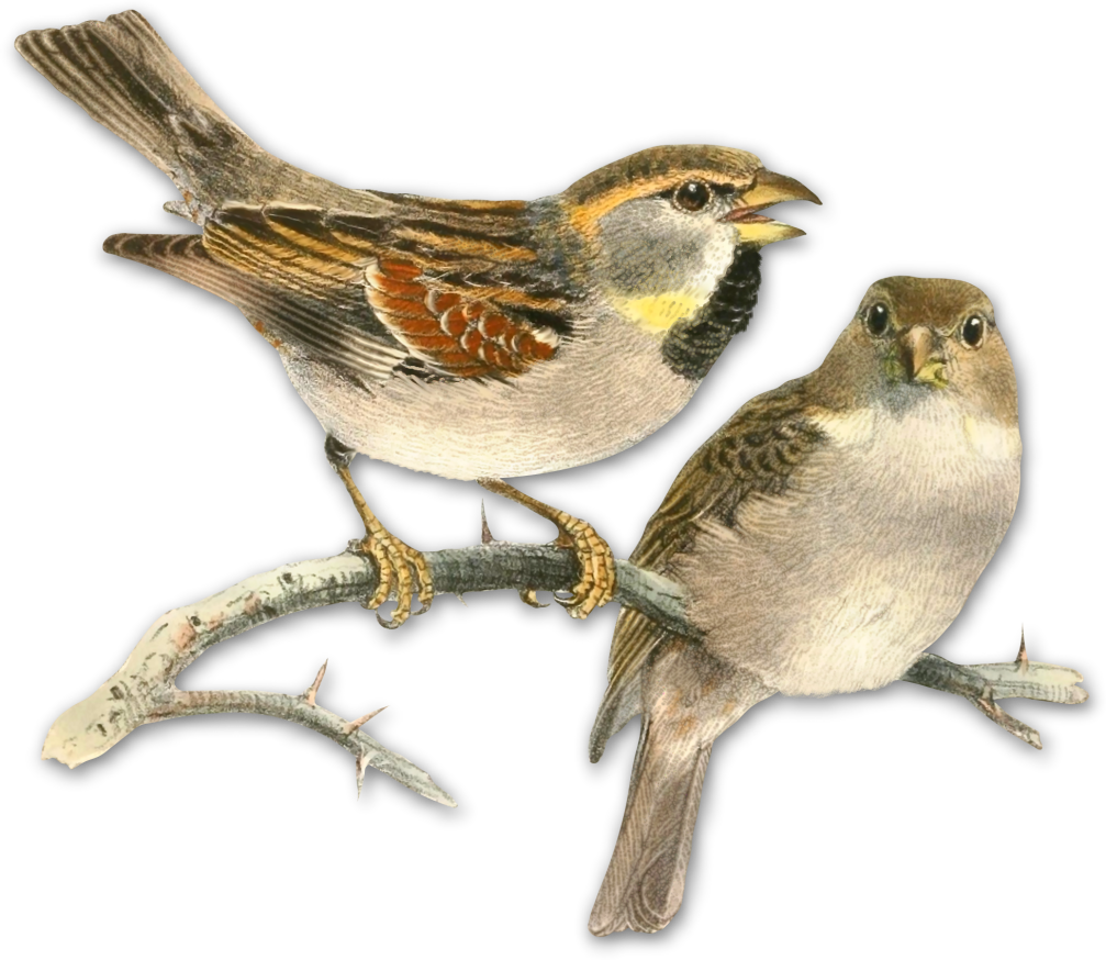 Sparrow Png Picture Clipart - Pajaro Vintage Hd (1007x874), Png Download