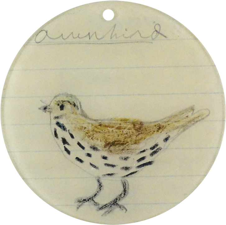 Wren (800x800), Png Download