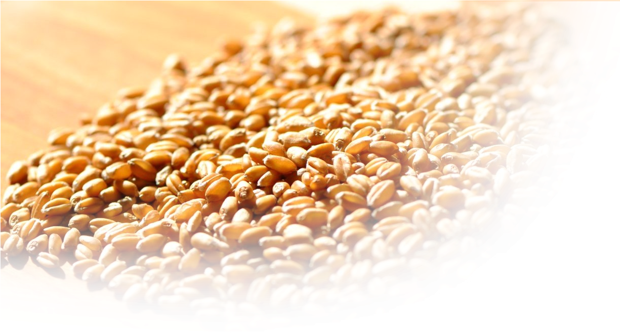 Golden Select Crimped Oats - Close-up (1224x665), Png Download