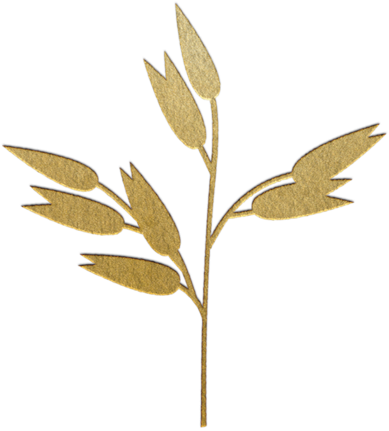 Oats - Sweet Birch (1000x1000), Png Download